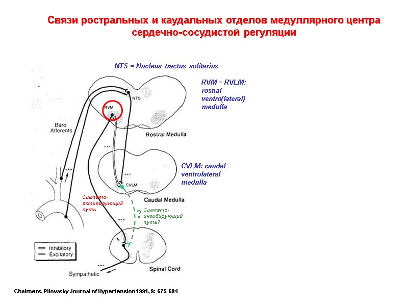 Chalmers, Pilowsky Journal of Hypertension 1991, 9: 675-694 Связи ростральных и каудальных отделов медуллярного